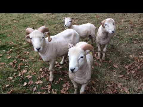 The Sussex Ouse Valley Way Day 1: Lower Beeding To Lindfield.