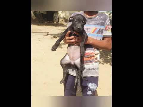 Apbt USA IMPORT Negro x Kosta pup