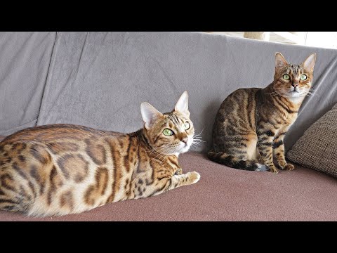 Pregnant cat is very affectionate towards her Mother