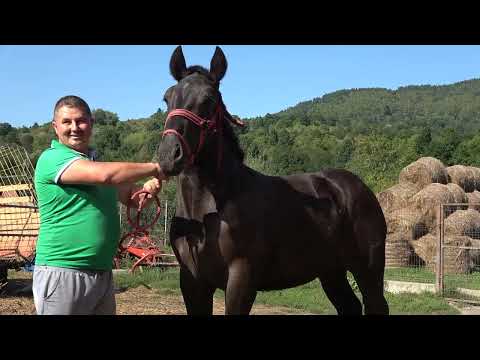 Caii lui Nutu Dunca de la Oncesti, Maramures - 2023 Nou!!!