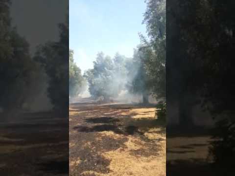 Intimidazioni alla cooperativa Valle del Marro: a fuoco l'uliveto Intimidazioni alla cooperativa Valle del Marro: a fuoco l'uliveto