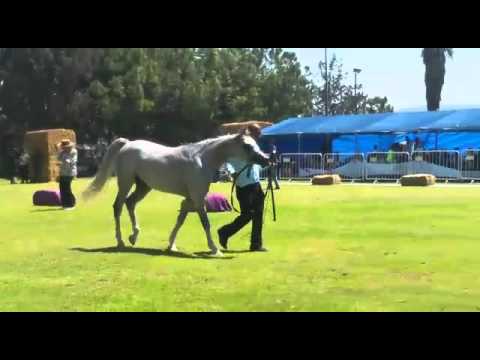 alzaher  nader algmal × aldoka aa