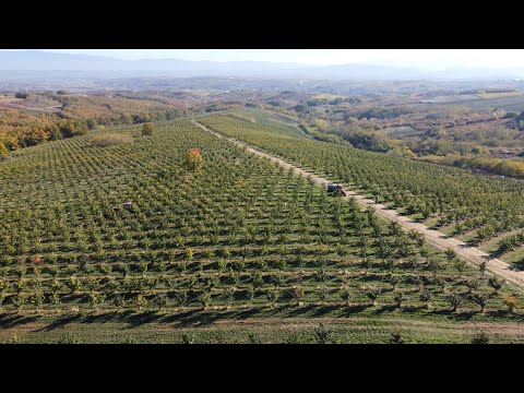 Vino i vinogradarstvo 804