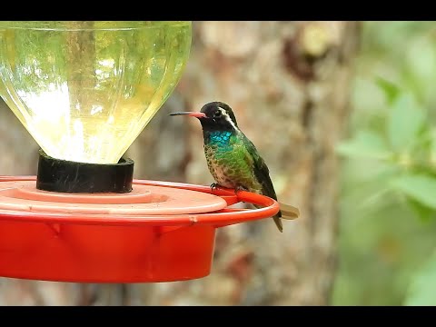 White-Eared Hummingbird - Pat O'Neil Bird ID's