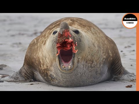 4,000 KG Elephant Seal Loses Nose And Crown in A Fierce Battle