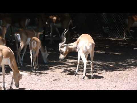 download lagu mp3 mp4 Antilope Cervicapre, download lagu Antilope Cervicapre gratis, unduh video klip Antilope Cervicapre