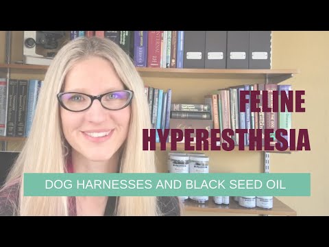 Feline Hyperesthesia, Using a Dog Harness All the Time, and Black Seed Oil for Pets | Ask Dr. Angie