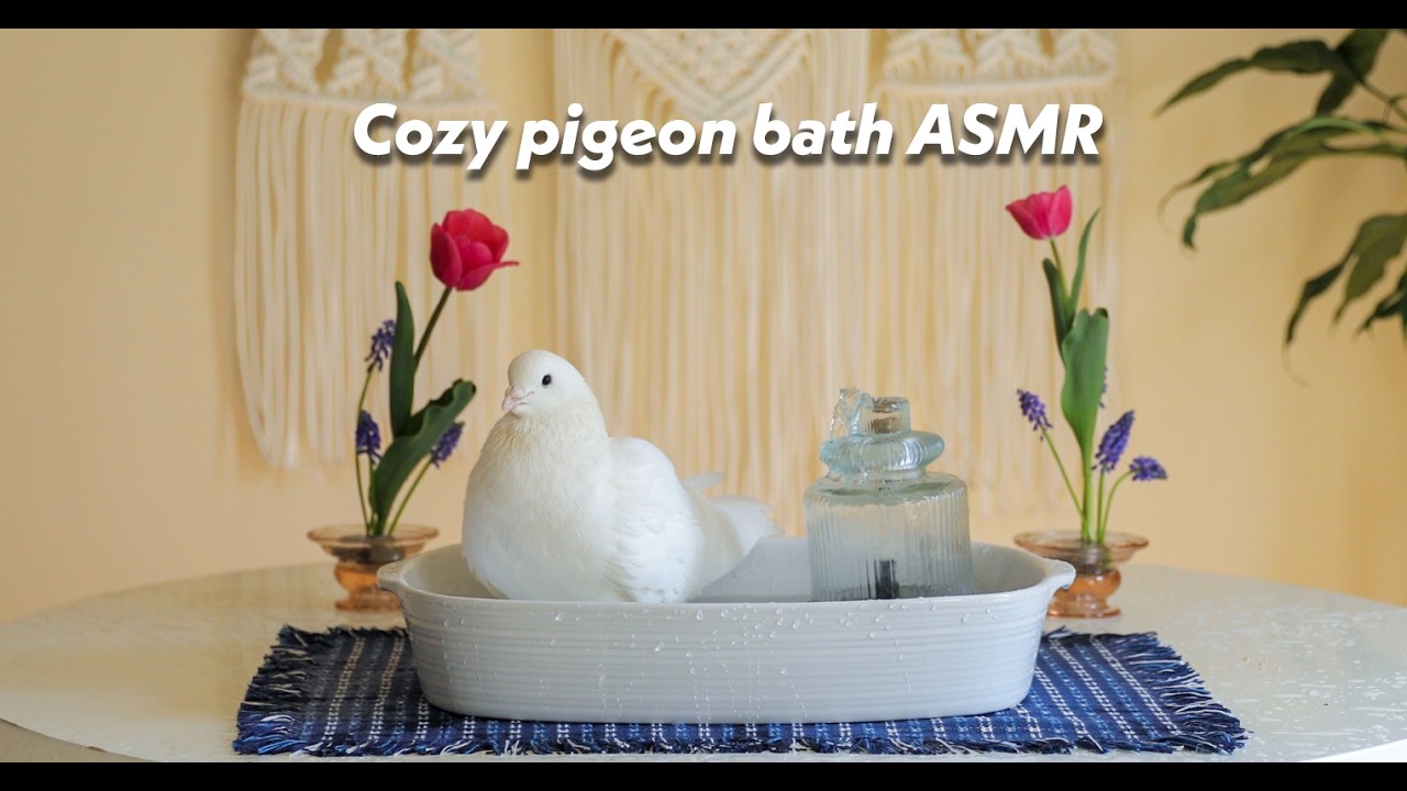 Luxury Bird Bath Video with Splashing Sounds (No Music)