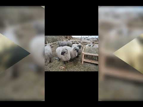 Faina-i viata bun-i traiul