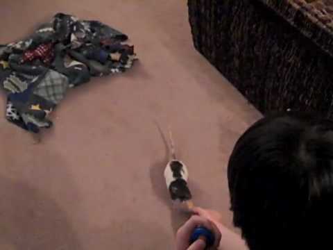 Teaching the Ratties How to Come when Called