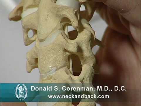 頸椎の解剖学と動き｜首の状態｜ベイル整形外科脊椎専門医 (Anatomy and Motion of the Cervical Spine | Neck Conditions | Vail Orthopedic Spine Surgeon)