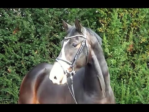 Brandarco v. Brantzau VDL - Darco - Continue - Pilot