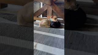 Video preview image #1 Chihuahua-Unknown Mix Puppy For Sale in Corona, CA, USA