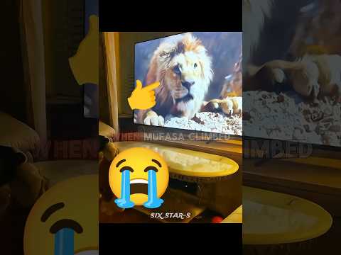 Dog Gets Furious Watching The Lion King — He Tried to Save Simba 🐶📺