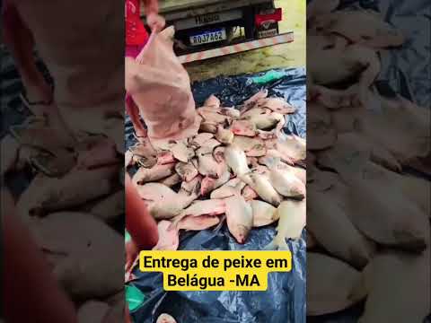 entrega de peixe na semana santa em Belágua -MA
