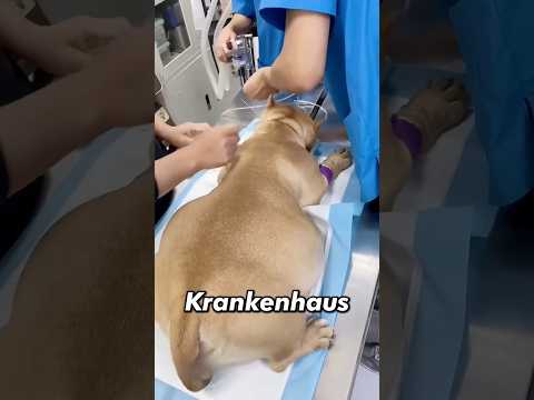 Diese Hündin brachte acht Welpen zur Welt 🐶 #shorts #viral #tiere #hund #welpe