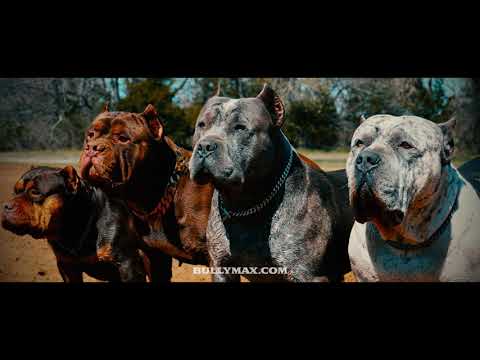 Bully Max Dog Food | Building Champions Since 2009