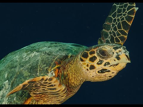Diving Maldives 4K   Laamu - A Hidden Gem