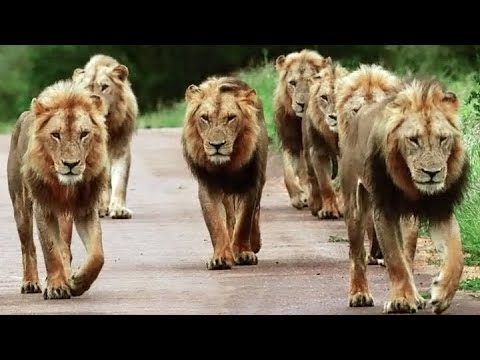 Outstanding Coalition The Satara Boys | 7 Males Coalition