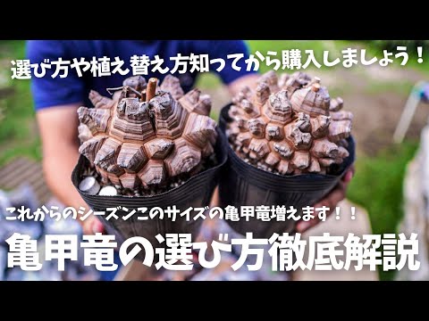 果実の Dioscorea balcanica