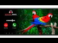 Ringtones Vidmate