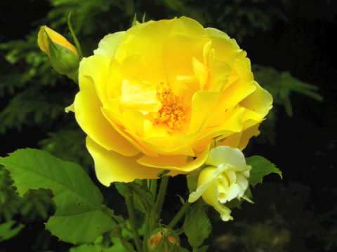 イングリッシュローズ「グラハム・トーマス」 植物