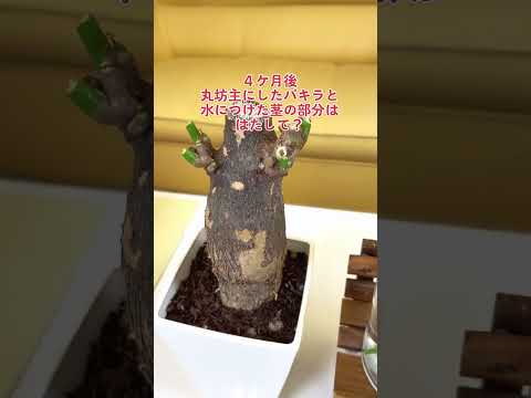 根のない植物から挿し木をする方法 屋内 屋外 テクニック 手順 コップ一杯の水の中で挿し木をする バラ ブッシュ アジサイ ベゴニア スイカズラ 藤