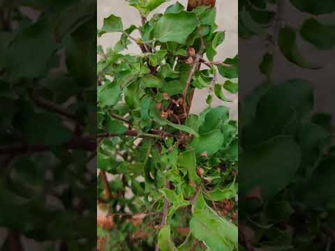 తులసమ్మ ఆరోగ్యం కోసం |#tulsi #tulsiplantcare #god #telugu #viral  #Shorts #reels