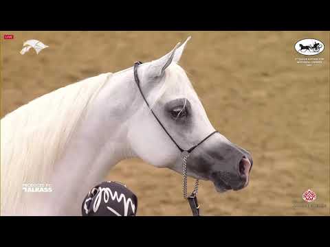 N 150 AL JOHARA AL WAAB   6th Qatar Nat  Arabian Peninsula HS for individual Owners   Mares 7 10 Yea