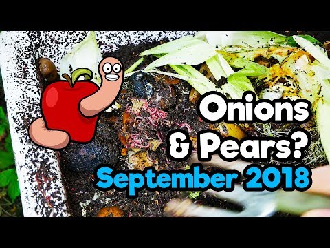Tried feeding my worms some Pears and an Onion - Worm Bins update August 2018