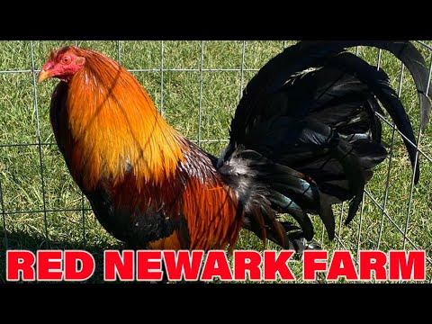 Tony Mtz Nice Birds Red Newark Farm | Farm Visit USA | Hatch Kelso Asil Roundhead