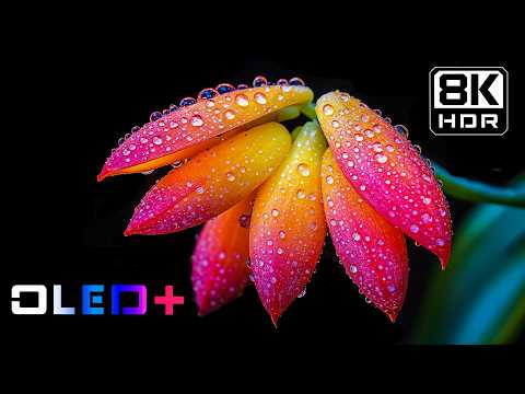 OLED DEMO – Stunning Floral Showcase in 8K HDR | Dolby Vision™
