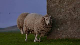 beatiful and cute sheep