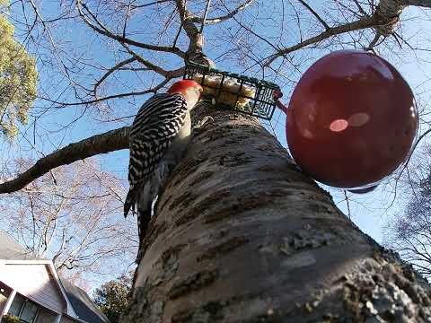 Red Bellied Woodpecker Filling Up On Suet