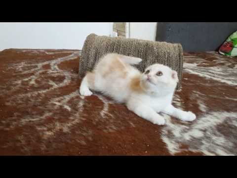 Sharmila Quelle-Belle