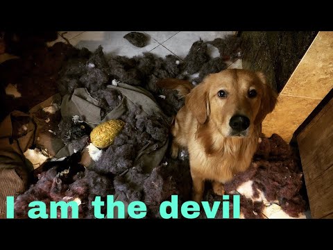golden retriever dog: Sabotage