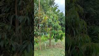 Download lagu seperti apa seharusnya pohon durian berumur satu tahun mp3 Download lagu seperti apa seharusnya pohon durian berumur satu tahun mp3