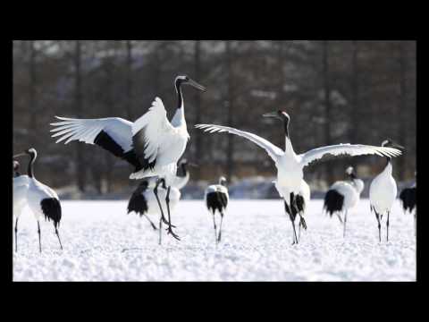 Three Notes Of Japan: I. Dance Of The Cranes - Toshio Mashima