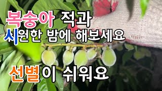 복숭아 적과 밤에 하면 과가 잘보입니다