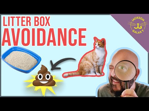 Why Your Cat Poops Outside the Litterbox!
