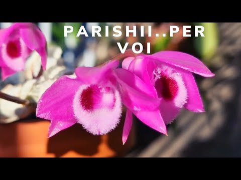 DENDROBIUM PARISHII❤️FIORI BELLI E PROFUMATI