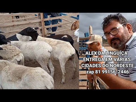 FEIRA DE ANIMAIS SÍTIO SÃO PAULO DE SINÉSIO TAQUARITINGA DO NORTE-PE DIA 28/10/2023