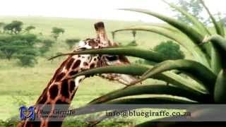 Quintin and Gayl - Tala, Three Cities, Animal Montage