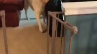 Lab doesn't want human to go on vacation