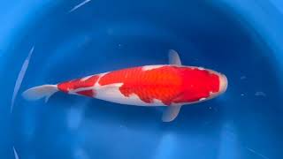 video van Kohaku 2404101