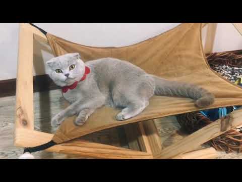 แมวเบื่อทำอะไร😱Akina React : Do indoor cats get bored?