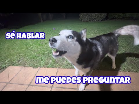 El Husky que asombra al mundo: ¡El único perro que habla español!"
