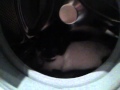 Cat In A Washing Machine
