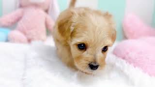 ハーフ犬の動画01