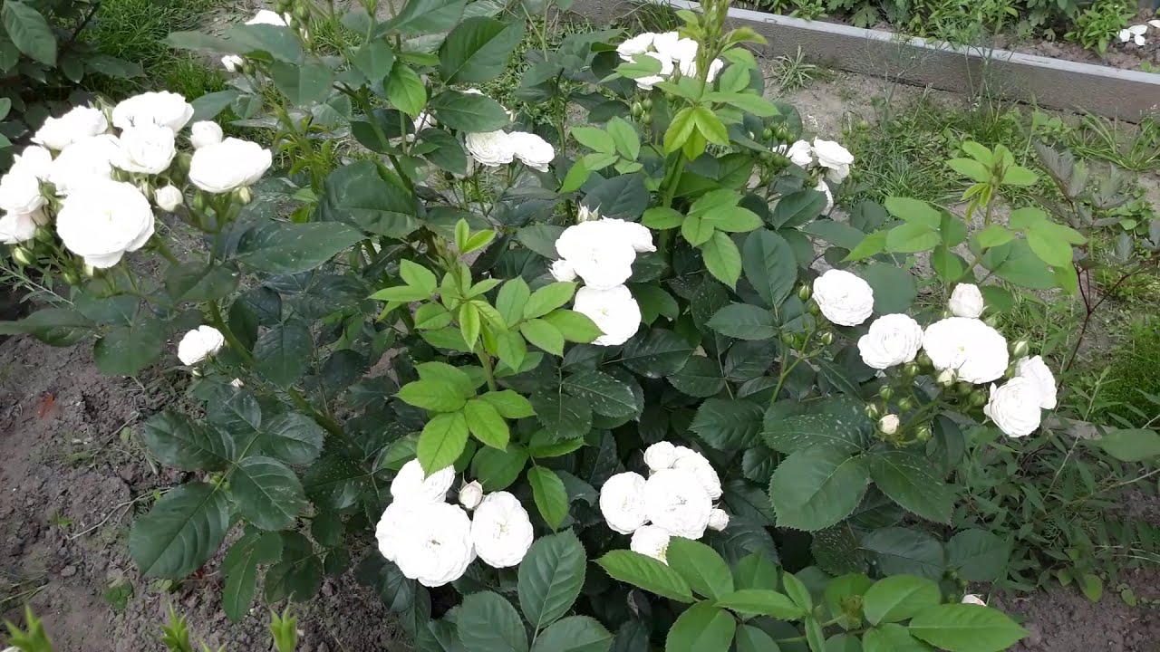 Лучшая мускусная роза Букет  Парфе - первое цветение